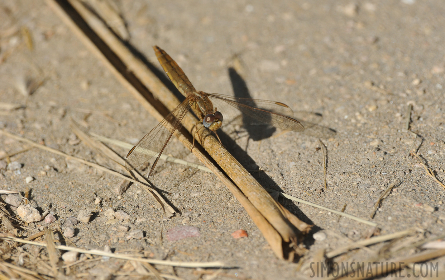 Crocothemis erythraea [550 mm, 1/2500 sec at f / 10, ISO 1600]